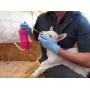 Colostrum dispenser for sheep and goats
