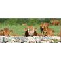 Allflex Junior ear tags trapezoid 58x56