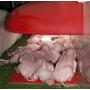 Nest cover for piglets