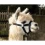 Adjustable halter for alpaca