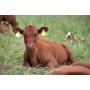 Allflex Maxi ear tags 74x100