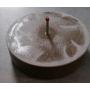 Piggy pp concrete feeder