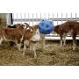 Sfera porta fieno anti-stress per animali