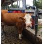 Spazzola raschiatrice in acciaio per bovini