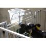 Calf suckling bucket with Fixclip valve