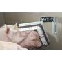 Scratching brush for pigs.