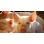 Vulva cleanser for sows